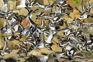 Turnstones Prints: Turnstone - and Redshank (Tringa totanus) - flock startled into flight on beach