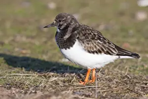 Turnstone - Single adult in winter plumage. Norfolk, UK