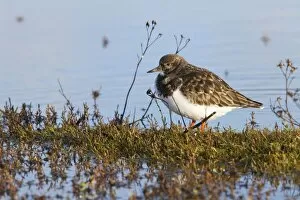 Images Dated 1st January 2010: Turnstone - Single adult in winter plumage. Norfolk, UK