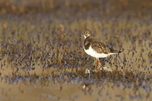 Images Dated 1st January 2010: Turnstone - Single adult in winter plumage looking alert in marsh. Norfolk, UK