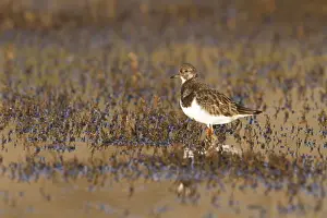 Norfolk Prints: Turnstone - Single adult in winter plumage looking alert in marsh. Norfolk, UK
