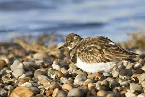 Images Dated 1st January 2010: Turnstone - Single adult in winter plumage on a shingle beach. Norfolk, UK