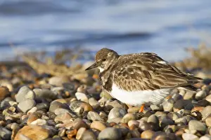 Norfolk Prints: Turnstone - Single adult in winter plumage on a shingle beach. Norfolk, UK