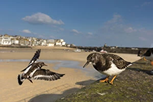 Wing Gallery: Turnstone - St Ives - Cornwall - UK