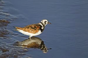Images Dated 27th April 2012: Turnstone - standing in shallow water