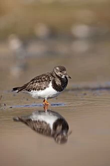 UK Wildlife Collection: Turnstone - standing in shallow water along shoreline - Bamburgh - England