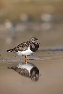 Shoreline Prints: Turnstone - standing in shallow water along shoreline - Bamburgh - England