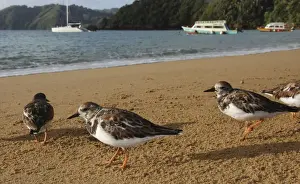 Turnstones - on the beach - early morning - Tobago