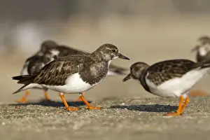 Turnstones Prints: Turnstones - Cornwall - UK