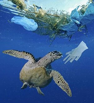 Images Dated 14th May 2020: Turtle approaching surgical glove drifting in