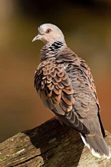 Images Dated 13th April 2013: Turtle Dove
