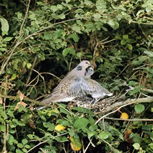 Doves Prints: Turtle Dove