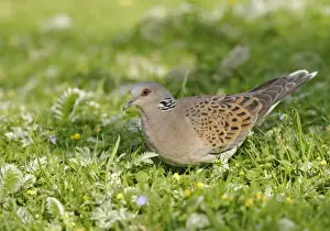 Turtle Dove - Feeding in meadow side view Bedfordshire UK 013