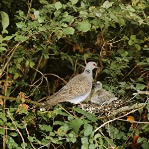 Hedgerows Prints: Turtle Dove - at nest with young