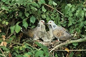 Images Dated 1st September 2011: Turtle Dove - at nest with young