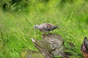 Doves Prints: Turtle Dove. Pensthorpe - Norfolk - UK