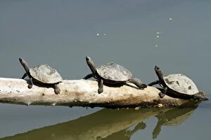 Turtles - in the river Brahamputra