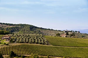 Tuscany, Italy. Vineyards and olive trees