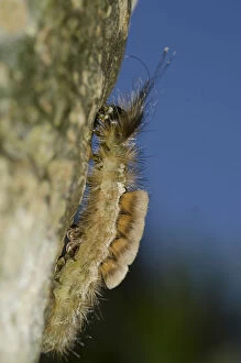Caterpillar Gallery: Tussock Moth Caterpillar - with long hairs for protection
