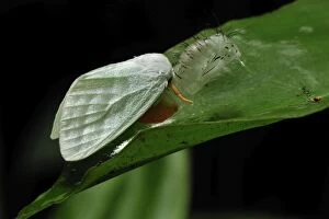 Images Dated 9th December 2008: Tussock moths - after hatching out of the pupa - Gunung Leuser National Park - Northern Sumatra
