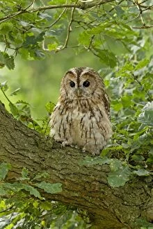 Images Dated 6th August 2012: Twany owl - perched on a branch in habitat - August - Cannock Chase - Staffordshire - England