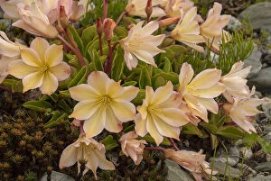Blooms Gallery: Tweedy's lewisia, Lewisia tweedii, in flower. Endemic to north-west USA.  Date: 15-Apr-19