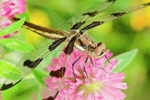 Twelve-spot Skimmer Dragonfly - female resting on red clover flower on cool morning