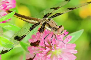 Pond Prints: Twelve-spot Skimmer Dragonfly - resting on red clover flower on cool morning