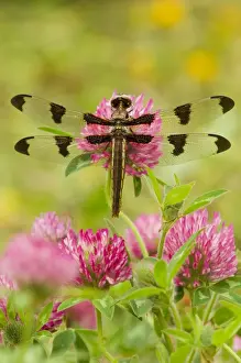 Twelve-spot Skimmer Dragonfly - resting on red clover flower on cool morning. (I believe this is a female) Pacific Northwest, USA. _TPL9976