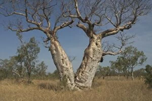 Images Dated 2nd October 2004: Twin Baobab Trees - Known as Boab Tree in Australia where it is the only species