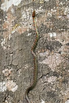 Twin Barred Tree Snake - on tree (Chrysopelea pelias)