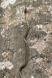 Images Dated 24th November 2007: Twin Barred Tree Snake - on tree - Danum Valley Conservation Area - Sabah - Borneo - Malaysia