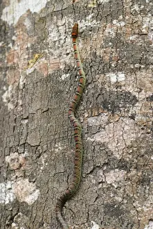 Twin Barred Tree Snake - on tree - Danum Valley Conservation Area - Sabah - Borneo - Malaysia