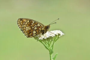 Butterflies Collection: Twin-spot fritillary Underside, resting on umbellifer Bukk National Park Hungary