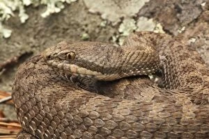 Rattlesnakes Collection: Twin-spotted Rattlesnake - Arizona - USA