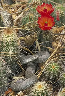 Cacti Prints: Twin-spotted Rattlesnake - In cactus - Arizona - Mountain rock dweller of pine-oak woodland-grassy and brushy areas