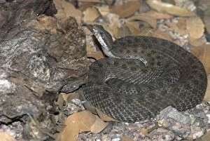 Images Dated 26th April 2007: Twin-spotted Rattlesnake Coiled with head up, South Eastern Arizona, USA