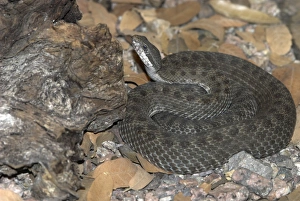 Images Dated 26th April 2007: Twin-spotted Rattlesnake Coiled with head up, South Eastern Arizona, USA