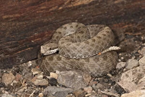 Images Dated 2nd June 2010: Twin-spotted Rattlesnake, Crotalus pricei