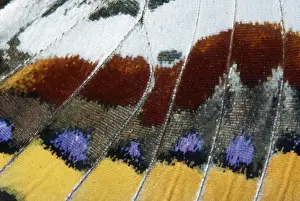 Twin-tail Pasha Butterfly - close-up of scales Mediterranean