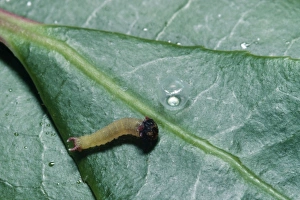 Images Dated 2nd December 2007: Twin-tailed Pascha Butterfly - newborn larva / caterpillar & egg case