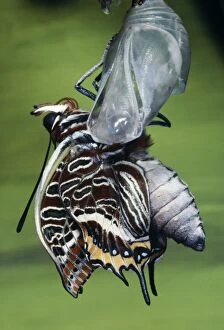 Images Dated 2nd December 2007: Twin-tailed Pasha Butterfly - emerging from chrysalis