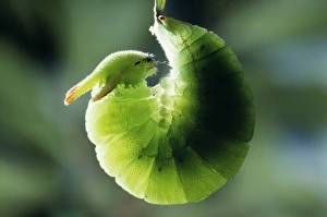 Images Dated 2nd December 2007: Twin-tailed Pasha Butterfly - larva / caterpillar preparing to pupate