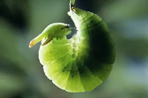 Mediterranean Prints: Twin-tailed Pasha Butterfly - larva / caterpillar preparing to pupate