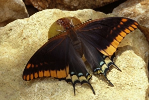 Images Dated 24th April 2007: Twin-tailed / Two-tailed Pasha / Foxy Charaxes