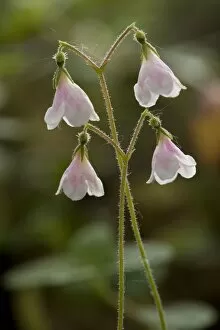 Images Dated 12th July 2006: Twinflower in flower