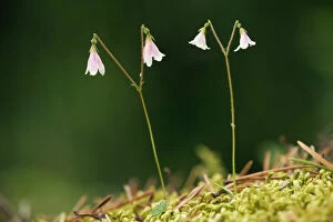 Images Dated 12th July 2006: Twinflower in flower