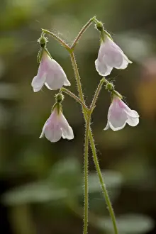 Twinflower (Linnaea borealis) in flower. Very rare in Scotland