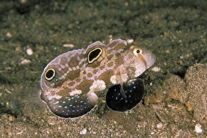 Images Dated 3rd March 2009: Twinspot goby, or signigobius biocellatus