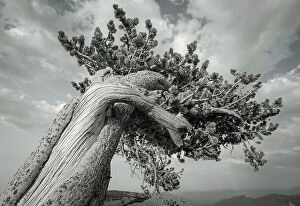 Pine Gallery: The twisting branches of the ancient bristlecone
